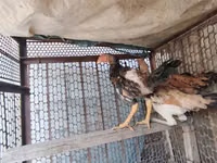 Chickens — Foto 2