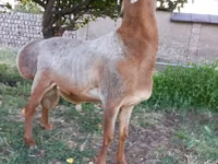 Кочкор, Эдильбай койу — сүрөт 7