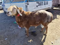 Ram, Arashan sheep — photo 2