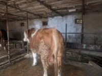 Bulle, Simmental cattle — Foto 2