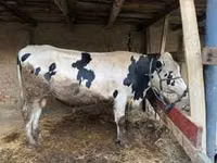 ثور, Swiss cattle — الصورة 2