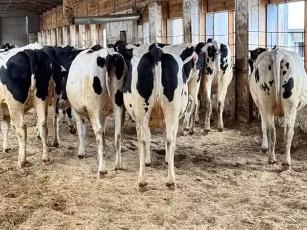 Kuh, Holstein-Rasse