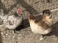 Chickens — الصورة 2