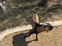 Cabra, Alpine goat — foto 5