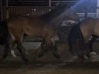 Caballo, Kazakh horse — foto 4