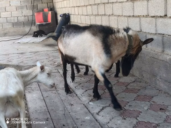 Ziegenbock, Alpine goat