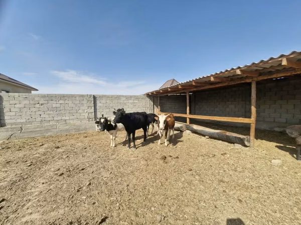 गाय, Latvian Blue cattle — कज़ाखस्तान
