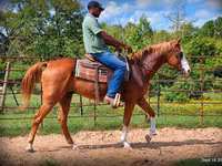 Caballo, American paint horse — foto 5
