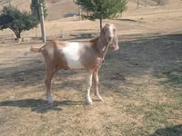 Ziege, Nubian Goat — Foto 4