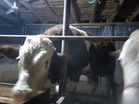 Bulle, Simmental cattle — Foto 3