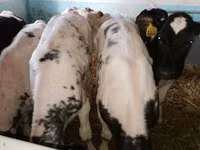 أبقار (دفعة، الجنس غير محدد), Simmental cattle — الصورة 5