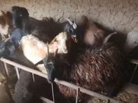 Cabra, Cabras — foto 1