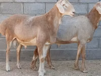 Ram, Arashan sheep — photo 1