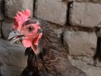 Chickens — Foto 3