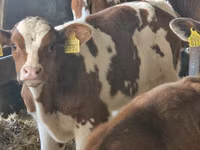 Rinder (Partie, Geschlecht nicht angegeben), Simmental cattle — Foto 3