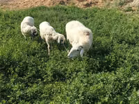 Schaf, Schafe — Foto 2