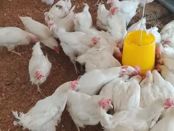 Chickens — Kirgisistan
