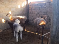 Schaf, Arashan sheep — Foto 1
