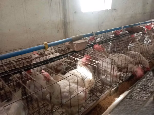 Chickens — أوزبكستان