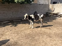 أبقار (دفعة، الجنس غير محدد), Russian Black pied cattle — الصورة 1