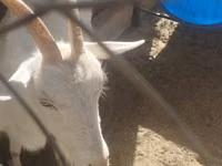 Ziege, Ziegen — Foto 7