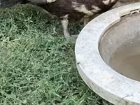 Turkeys — Foto 3