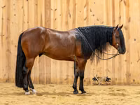 Hengst, Quarter Horse — Foto 4