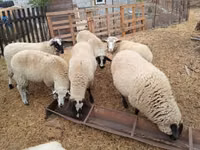 نعجة, Suffolk sheep — الصورة 3