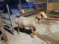 Қошқар, Arashan sheep — 5-сурет