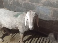 Қой, Arashan sheep — 3-сурет