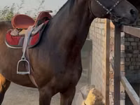 Hengst, Friesian sport horse — Foto 1