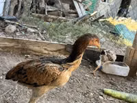 Chickens — الصورة 4