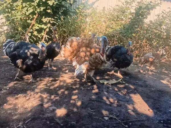 Turkeys — Kirgisistan