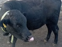 公牛, Swiss cattle — 照片 2