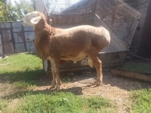 Carnero, Arashan sheep — Kirguistán