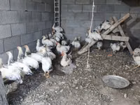 Chickens — الصورة 2