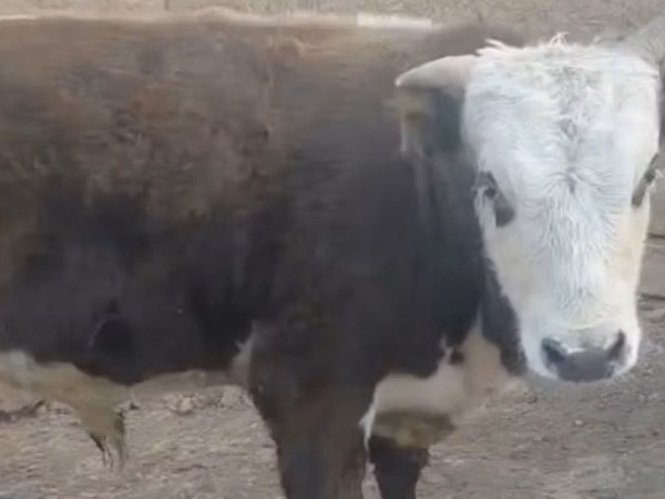 Уй, Көк сиыр