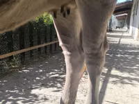 Sigir, Swiss cattle — 8-rasm