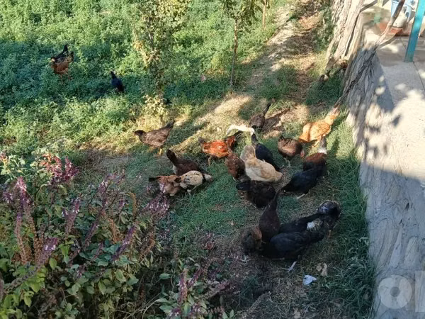 Chickens — Usbekistan
