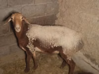 نعجة, Arashan sheep — الصورة 2