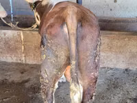 ثور, Simmental cattle — الصورة 4