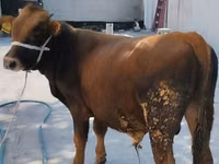 公牛, Swiss cattle — 照片 3