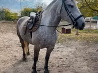 Mare, Horses — photo 2