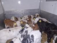 Бұқа, Simmental cattle — 1-сурет