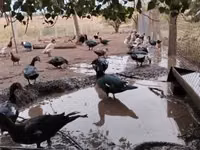 Hausente — Foto 5