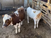 公牛, Simmental cattle — 照片 2