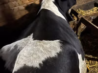 Kuh, Russian Black pied cattle — Foto 2