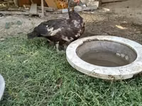Turkeys — Foto 1