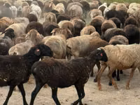نعجة, Hissar sheep — الصورة 1