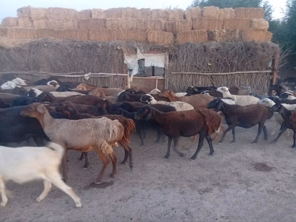 نعجة, الأغنام — أوزبكستان